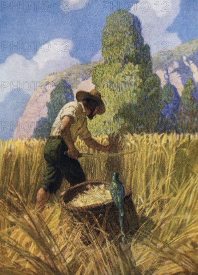 The caption for this image by NC Wyeth that accompanies the tale of Robinson Crusoe by Daniel Defoe reads: 'I reaped it my way, for I cut nothing off but the ears, and carried it away in a great basket which I had made.” Robinson Crusoe is a novel written by the English novelist Daniel Defoe and published in 1719. A fictional autobiography,  it tells the tale of an English castaway named  Robinson Crusoe (seen here reaping the stalks – with bird companionat) who spent 28 years on a remote tropical island near Venezuela before he was rescued.  Newell Convers Wyeth, known as N. C. Wyeth, was an American artist and illustrator. He was the pupil of artist Howard Pyle and became one of America's greatest illustrators.