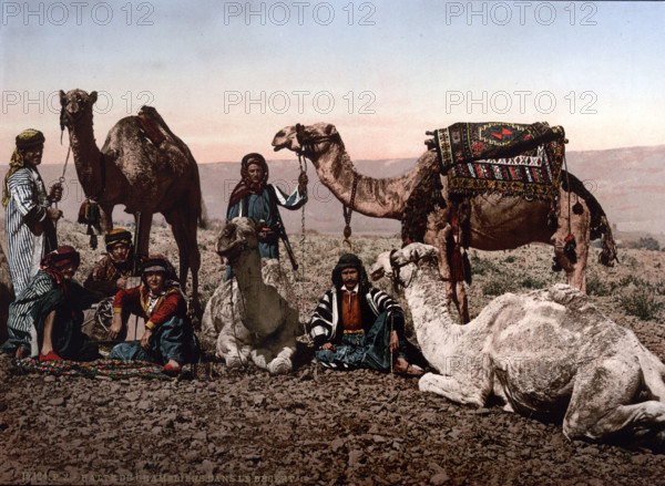 Camels stopping in the desert, Holy Land, West Bank, circa 1895, Historical, digitally restored reproduction from an original from the 19th century.