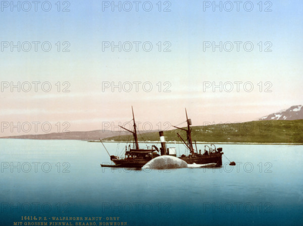 Whaling scenes on Skaaro. The Nancy Grey with a whale, Norway, around 1895, historical, digitally restored reproduction from an original from the 19th century.