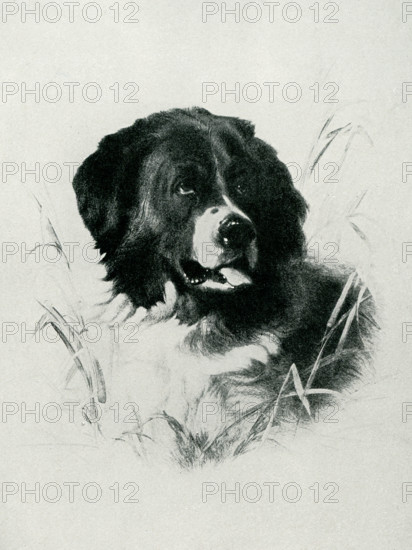 This image shows a painting of a dog by Sir Edwin Henry Landseer. Landseer was an English painter and sculptor, well known for his paintings of animals - particularly horses, dogs, and stags. However, his best-known works are the lion sculptures at the base of Nelson's Column in Trafalgar Square.