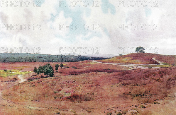 Wolmer Forest in Selborne