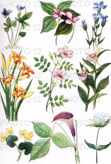 The illustration shown here dates to 1922. Pictured here are North American Wildflowers: from left to right, top to botton:  1. Violet, 2. Wake Robin, 3 Fringed gentian, 4. Day lily, 5. Smooth rose, 6. Lady's slipper, 7. Marsh marigold, 8. Jack in the pulpit, 9. Phlox.