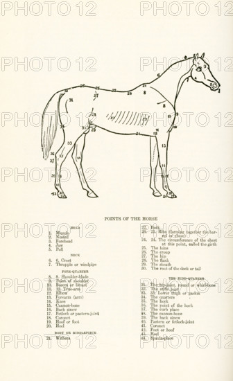 Points of the Horse. Head: 1. muzzle, 2. nostril, 3. forehead, 4. jaw, 5. poll; Neck: 6.6. crest, 7. thropple or windpipe; FORE-QUARTER: 8.8. shoulder blade, 9. point of shoulder, 10l. bosom or breast, 11.  11. true-arm, 12. elbow, 13. forearm (arm), 14. knee, 15. cannon-bone, 16. back sinew, 17. fetlock or pastern-joint, 18. coronet, 19. hopof or foot, 20. heel; BODY OR MIDDLEPIECE, 21. wiothers, 22. back, 23 23. ribs (forming together the barrel or chect, 24.24 the circumference of the chest at this point, called the girth, 25. the loins, 26.the croup, 27. the hip, 28. the flank, 29. the sheath, 30. the root of the dock or tail,; THE HIND-QUARTER: 31. the hip-joint, round or whirl-bone, 32. THE STIFLE JOINT, 33.33. lower thigh or gaskin, 34. the quarters, 35. the hock, 36. the point of the hock, 37. the curb place, 38. the cannon-bone, 39. the back sinew, 40. pastern or fetlock-joint, 41. coronet, 42. foot or hoof, 43. heel, 44. spavin-place.