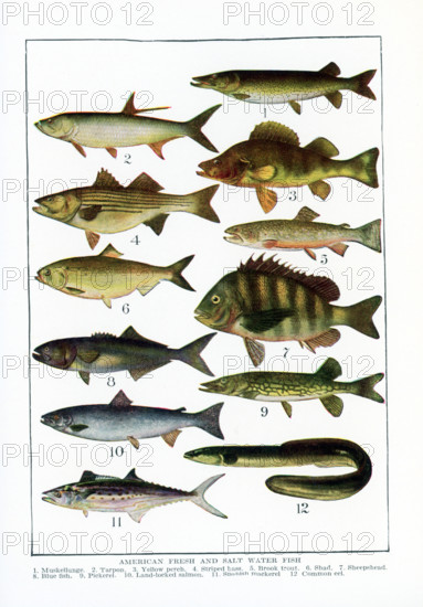 American Fresh and Salt Water Fish. 1. Muskellunge, 2. Tarpon, 3. Yellow perch, 4. Striped bass, 5. Brook trout, 6. Shad, 7. Sheepshead, 8. Blue fish, 9. Pickerel, 10. Land-locked salmon, 11. Spanish mackerel, 12. Common eel. This illustration dates to the 1920s.