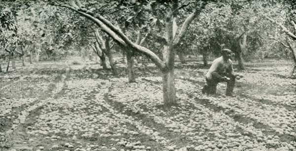 This photo dates to the early 1920s. Its caption reads:  Apple Orchard, North Yakima, Washington. This district is famous for producing the largest crops of fine apples in the world.