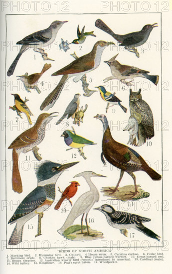 The birds shown here in the early 1920s illustration are all birds of North America. They are, from top to bottom, left to right: 1. mocking bird, 2. humming bird, 3. catbird, 4. house wren, 5. Carolina cuckoo, 6. cedar bird, 7. Baltimore oriole, 8. chicken hawk (male), 9. blue yellow-backed warbler, 10. great-horned owl, 11. brown thrasher, 12. Australian weaver bird (recently introduced in America), 13. cardinal (male), 14. wild turkey, 15. kingfisher, 16. Peal's egret heron, 17. woodpecker.