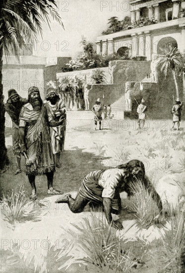 Madness of King Nebuchadnezzar. Although by his ability and military prowess Nebuchadnezzar restored Babylonia to the position of first empire in the world, his mind gave way, and for a time he became a beast of the field. Fancying himself to be an animal, he spent his days in the grounds of the palace and tried to feed upon grass. The prophet Daniel, who tells us of this madness, says: ""He was driven from men, and did eat grass as oxen, and his body was wet with the dew of heaven, til his hairs were grown like eagles' feathers and his nails like birds' claws. Nebuchadnezzar was king of Babylon 605-562 B.C. He determined to make his capital city of Babylon the finest in the world. Nebuchadnezzar is also known for constructing what were called the Hanging Gardens of Babylon.