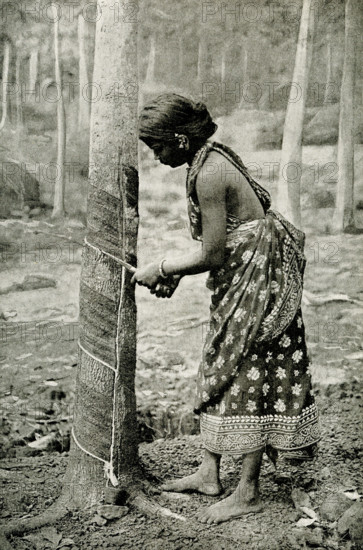 The caption for this 1912 image reads: Drawing milk from a tree to make rubber. Here we see a native girl tapping a rubber tree in Ceylon. Holes or grooves are cut in the trunk of the tree, and in a few hours milky juice flows out and is caught in basins or tins. A good tree yields about 20 gallons of juice in a season, producing 40 pounds of rubber. The juice is called caoutchouc, which is a native American word.