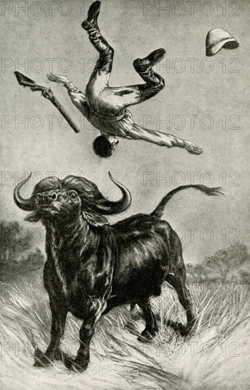 The caption for this 1912 illustration reads:  Terrible meeting with a buffalo. The South African buffalo is one if the most terrible animals that man can meet. He is so fierce that he will charge a lion, and has been known to conquer the king of beasts.