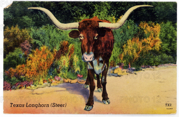 This 1930s postcard shows a Texas Longhorn, a steer. This breed is especially known for its horns, which can be as much as seven feet from end to end.