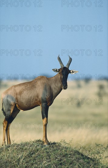WILDLIFE, Topi, Single Topi (damalascus lunatus) standing on a mound as a lookout for the herd on the Masai Mara Kenya