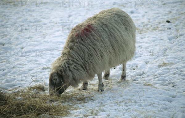 AGRICULTURE, Animal, Sheep, Sheep eating hay in snow.