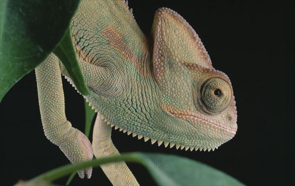 NATURAL HISTORY, Reptile, Chameleon, "Yemen Chameleon, close view of head and green leaves against black background."