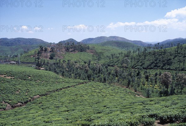 INDIA, Kerala, Agriculture, View over tea plantation in the hills
