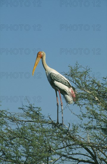 WILDLIFE, Birds, Stork, Painted Stork (ibis leucocephalus) sitting in a tree in Bharatpur Rajasthan India