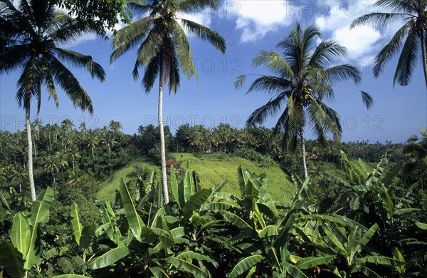 INDONESIA, Bali, Ubud, Hills and palms along Was Barat or Barat River