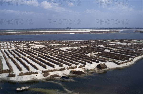 INDIA, Uttar Pradesh, Agriculture, Vegetable farming near Kanpur on dried up river bed of the Ganges