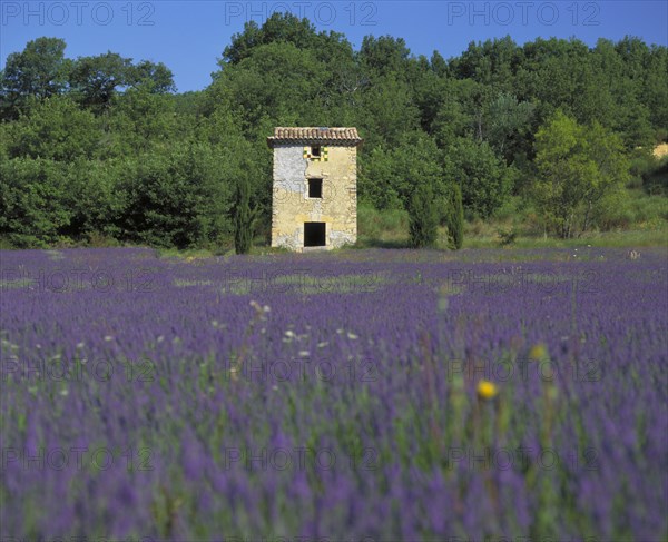 FRANCE, Provence  Cote D'Azur, Vaucluse, Old farm building in lavender field with forest behind near Viens