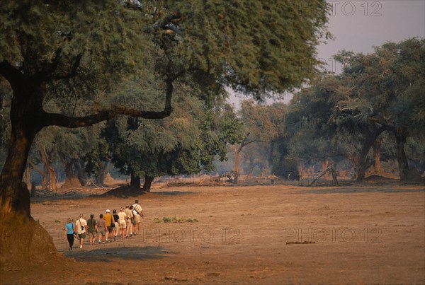 ZIMBABWE, Mana Pools National Park, Tourists on safari walking amongst trees