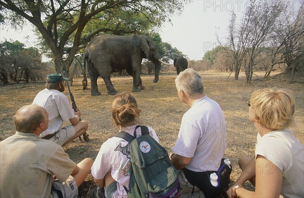 ZIMBABWE, Mashonaland, Mana Pools National Park, Tourists with a guide watching an elephant on Goliath safari trail from a close distance