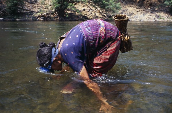 THAILAND, North, Mae Sariang, Mae Lui Village. Karen refugee woman gathering shellfish by hand using a snorkel to look at the riverbed