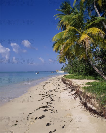 WEST INDIES, Tobago, Pigeon Point, Sandy beach lined with palm trees and a straw hut wooden jetty seen on water