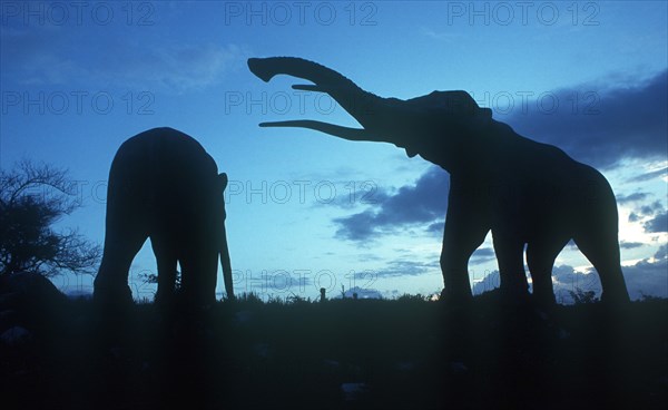 CUBA, Santiago de Cuba, Bacanao Park , Life size dinosaurs silhoetted