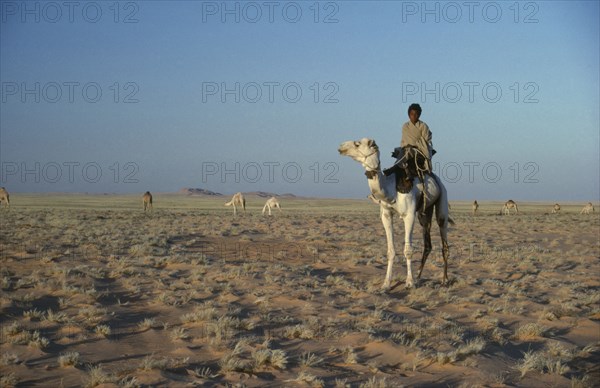 SUDAN, General, Bedouin camel herder with herd grazing in the background