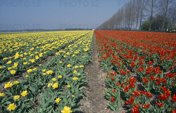HOLLAND, Agriculture, Flowers, Bulb Fields. Field of broad strips of red and yellow tulips.