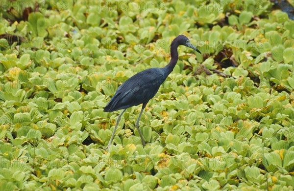 WILDLIFE, Birds, Ibis, Glossy Ibis walking on water cucumber plants in water in  Florida USA