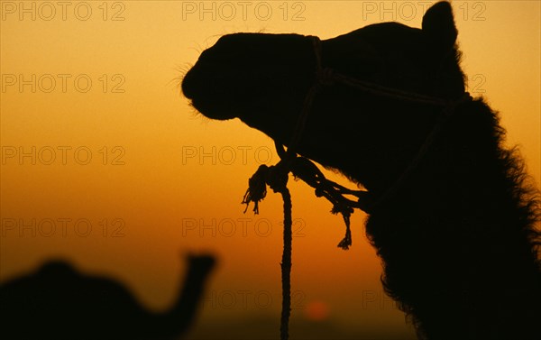 INDIA, Rajasthan, Pushkar, Two camels silhouetted against orange sunset sky.