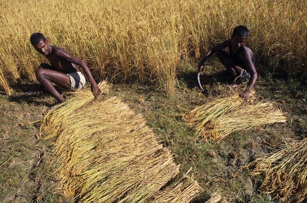 NEPAL, Eastern Terai, Agriculture, Two young men working in field harvesting rice by hand.