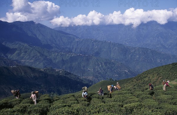 INDIA, West Bengal, Darjeeling, Tea pickers working on high hillside of plantation on tea estate.