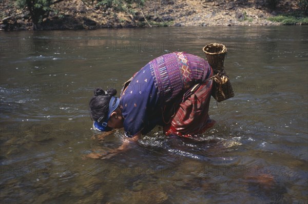 THAILAND, North, Mae Sariang, Mae Lui village. Karen refugee woman gathering shellfish by hand using a snorkel