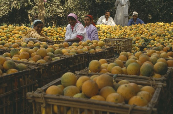 EGYPT, Nile Delta, Qanatir, Orange harvest. Oranges crated in orchard. Female pickers in foreground. Men behind
