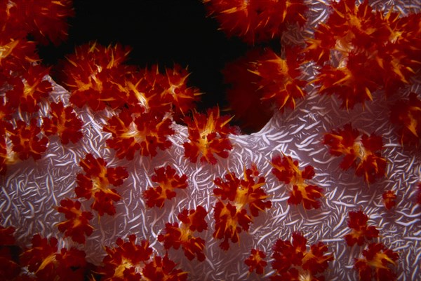 MALAYSIA, Sabah, Underwater, Close up of coral