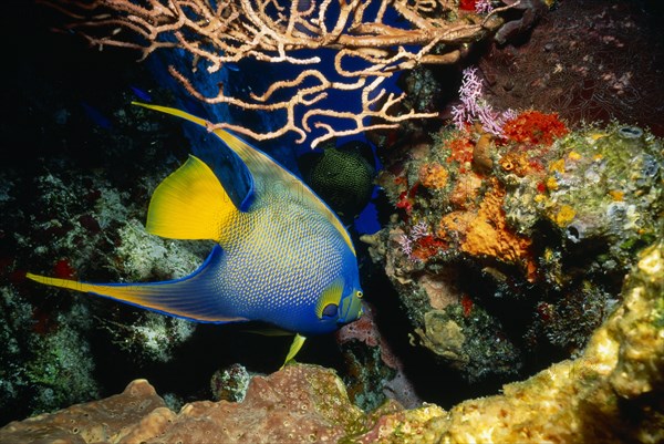 MEXICO, Cozumel, Santa Rosa Reef. Queen Angel Fish