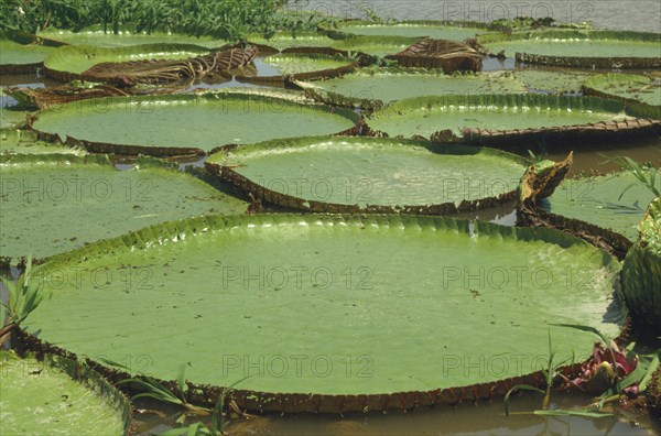 BRAZIL, Amazon, Victoria Amazonica giant  water lillies.