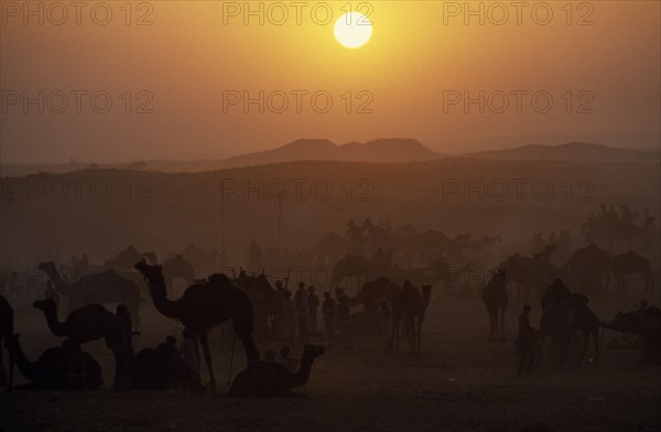 INDIA, Rajasthan, Pushkar, Camels and traders at camel fair at sunset.