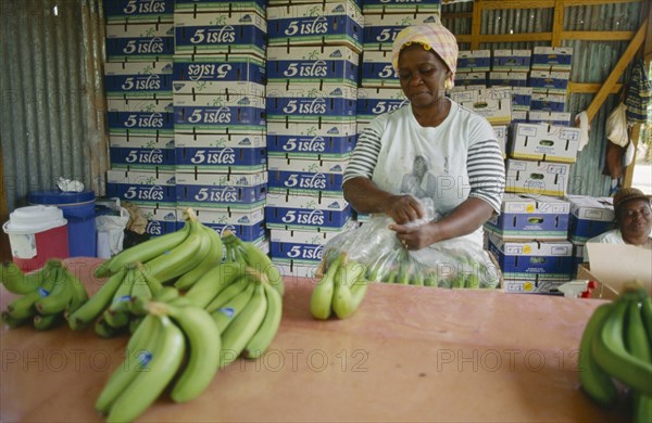 ST LUCIA, Farming, Banana pickers packing.