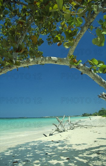 WEST INDIES, Jamaica, Negril, Empty beach with driftwood seen through branches of mangrove tree
