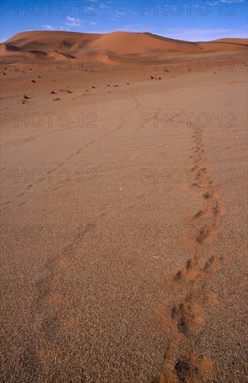NAMIBIA, Landscape, Desert, Fading footprints in the sand leading out toward sand dunes on the horizon