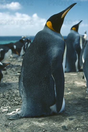 WILDLIFE, Birds, Penguins, King Penguin in colony