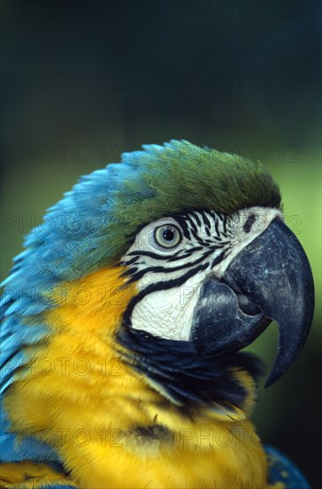 BIRDS, Single, Beak, "Brazil.  Blue and Yellow Macaw (Ara Ararauna), detail of head and beak of adult bird."