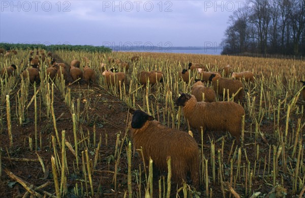 AGRICULTURE, Livestock, Sheep, "England, Rutland.  Black faced sheep eating brussel sprout stalks in winter landscape."
