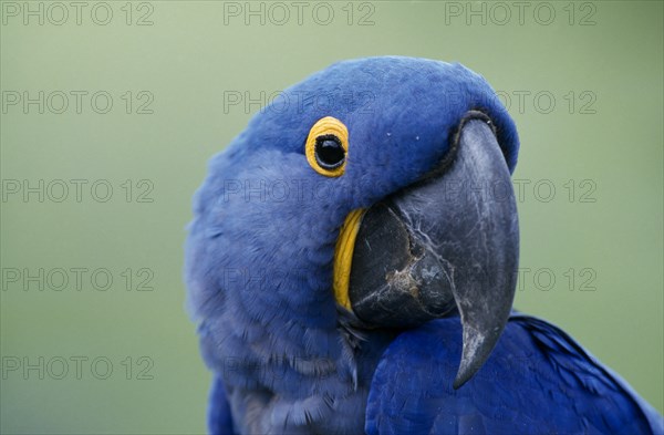 BRAZIL , BIRD,  Portrait Beak  Hyacinth Macaw