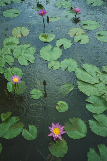 SRI LANKA, General, Ratnapura, Water lilly lotus flowers in pond in the rain