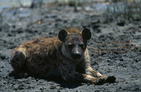 TANZANIA, Ngorongoro, Animals, Hyena