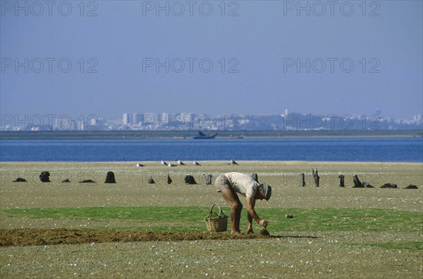 PORTUGAL, Algarve, Culatra Island, Man digging for shellfish on sandy island with Faro cityscape in the distance