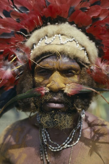 PAPUA NEW GUINEA, Mount Hagen, Warrior from Waghi wearing parrot feather head dress and cuscus fur headband with feathers peirced through his nasal septum at the Cultural Show 91